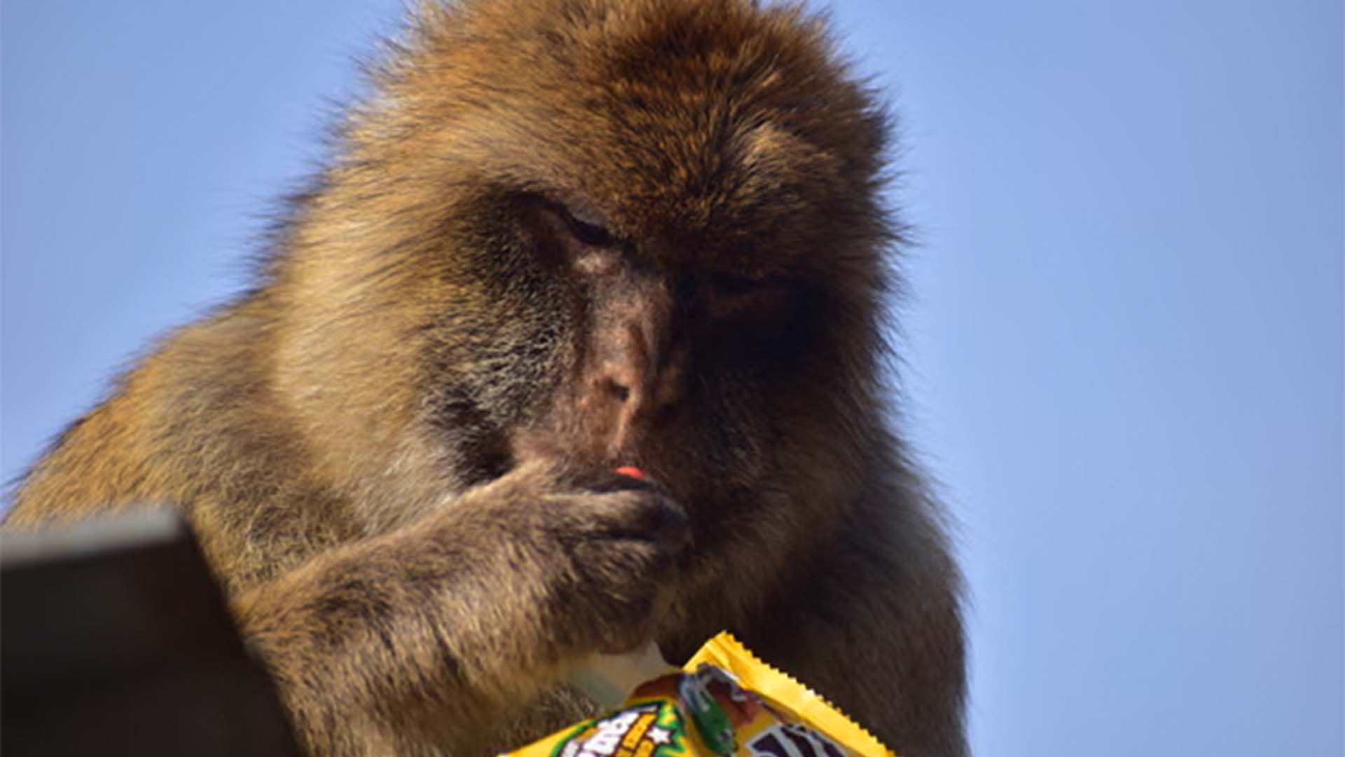 بندروں کی انوکھی عادت، جنک فوڈ کے بعد مٹی کھا کر پیٹ ٹھیک کرنے کا انکشاف