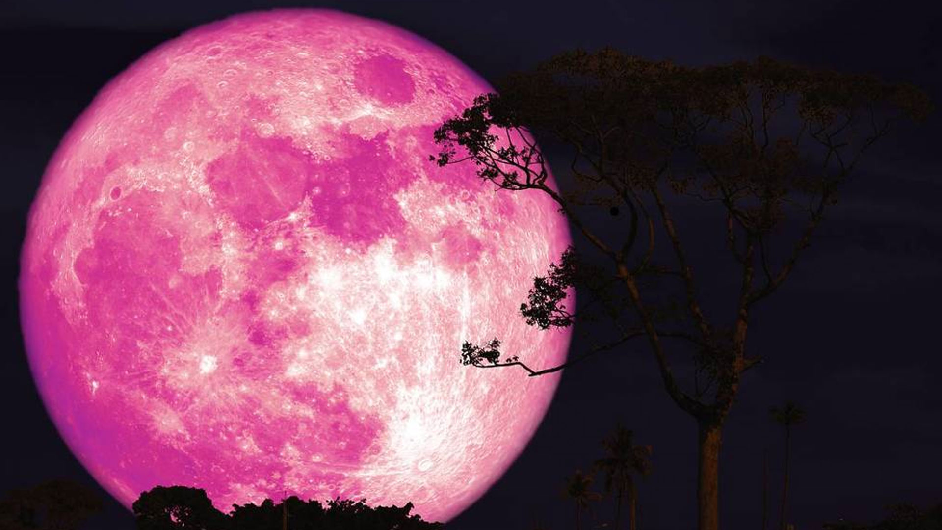 آسمان پر ’گلابی چاند‘ کے سحر انگیز مناظر، اپریل کا ’پنک مون‘ کب نظر آئے گا؟