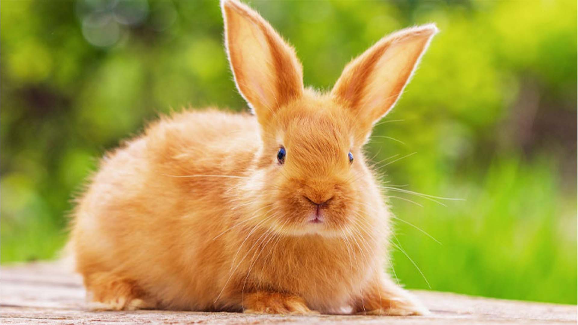 دنیا کا سب سے عمر رسیدہ خرگوش، ہربی نے نیا ریکارڈ بنا دیا