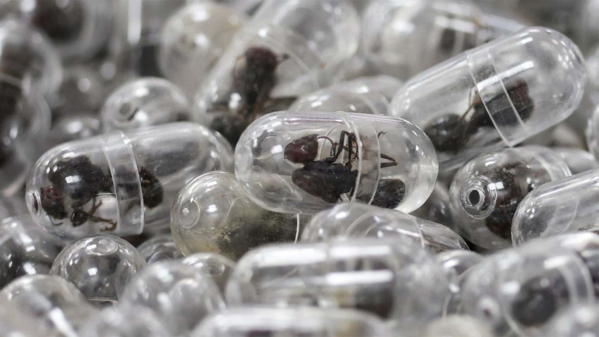 زندہ چیونٹیوں کو اسمگل کرنے والا گرفتار ، ایک سال قید کی سزا