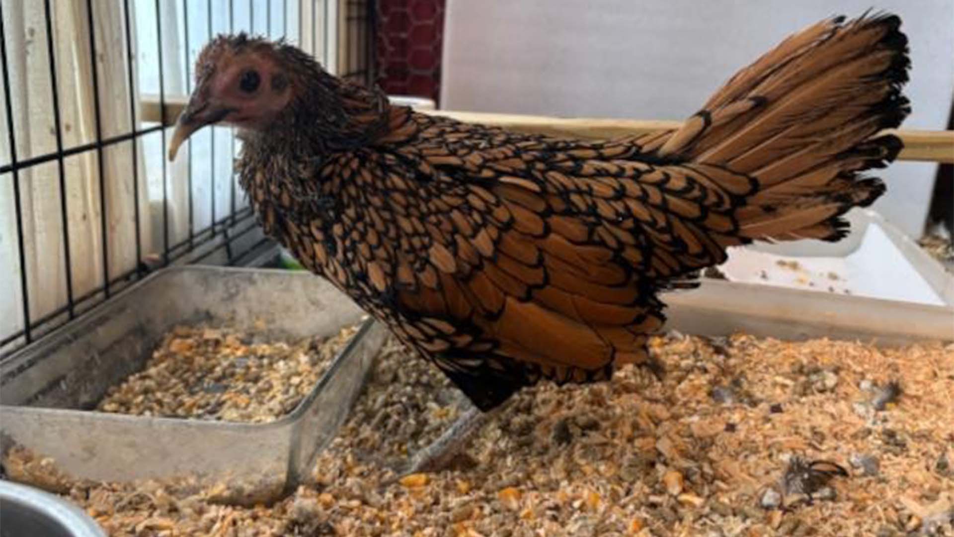 دنیا کی سب سے عمر رسیدہ مرغی؟ دُنیا حیران، ’گرٹی‘ نے بنا ڈالا عالمی ریکارڈ