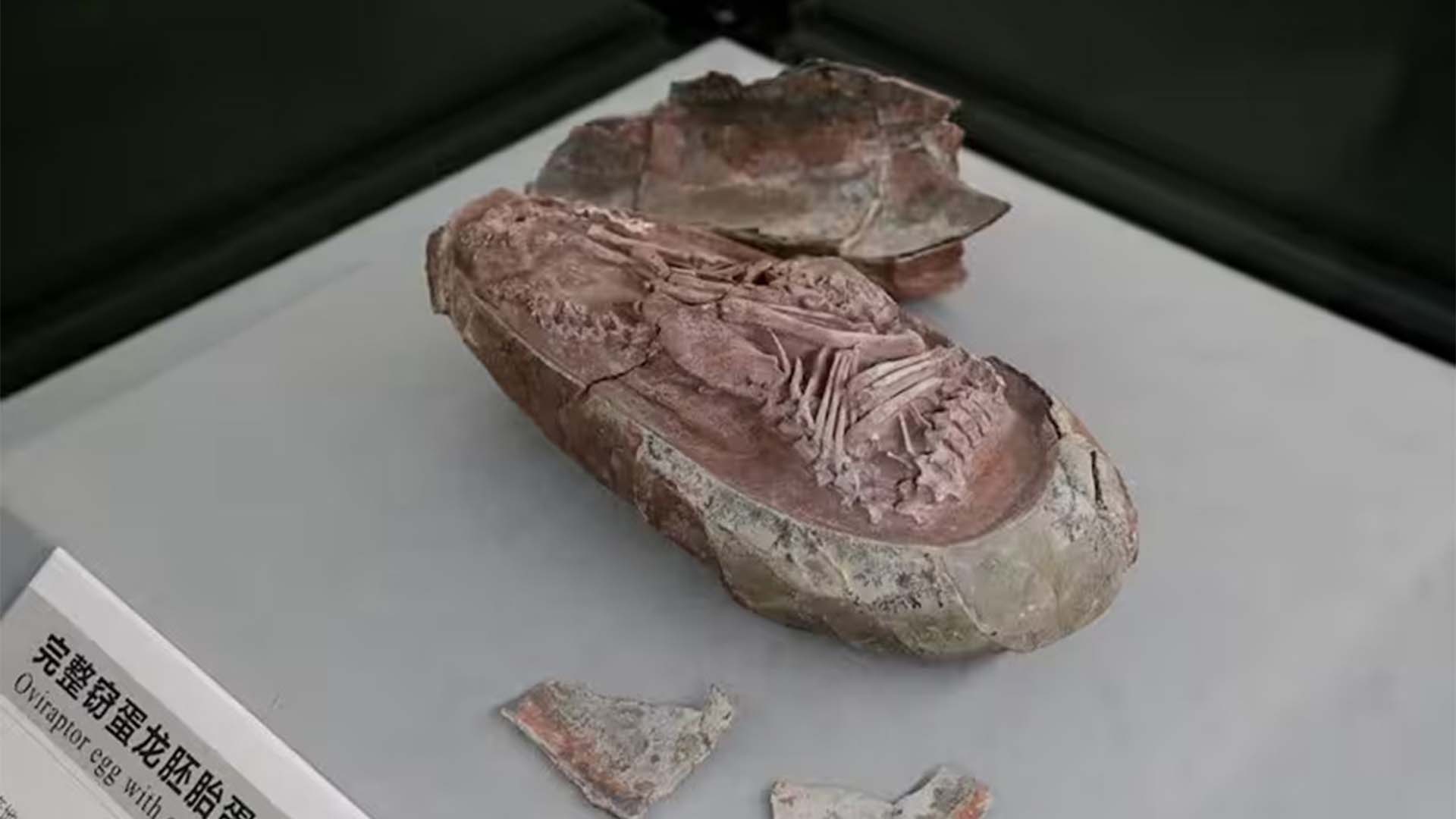 فرانس میں 7 کروڑ 20 لاکھ سال پرانے ڈائناسور انڈوں کی بڑی دریافت