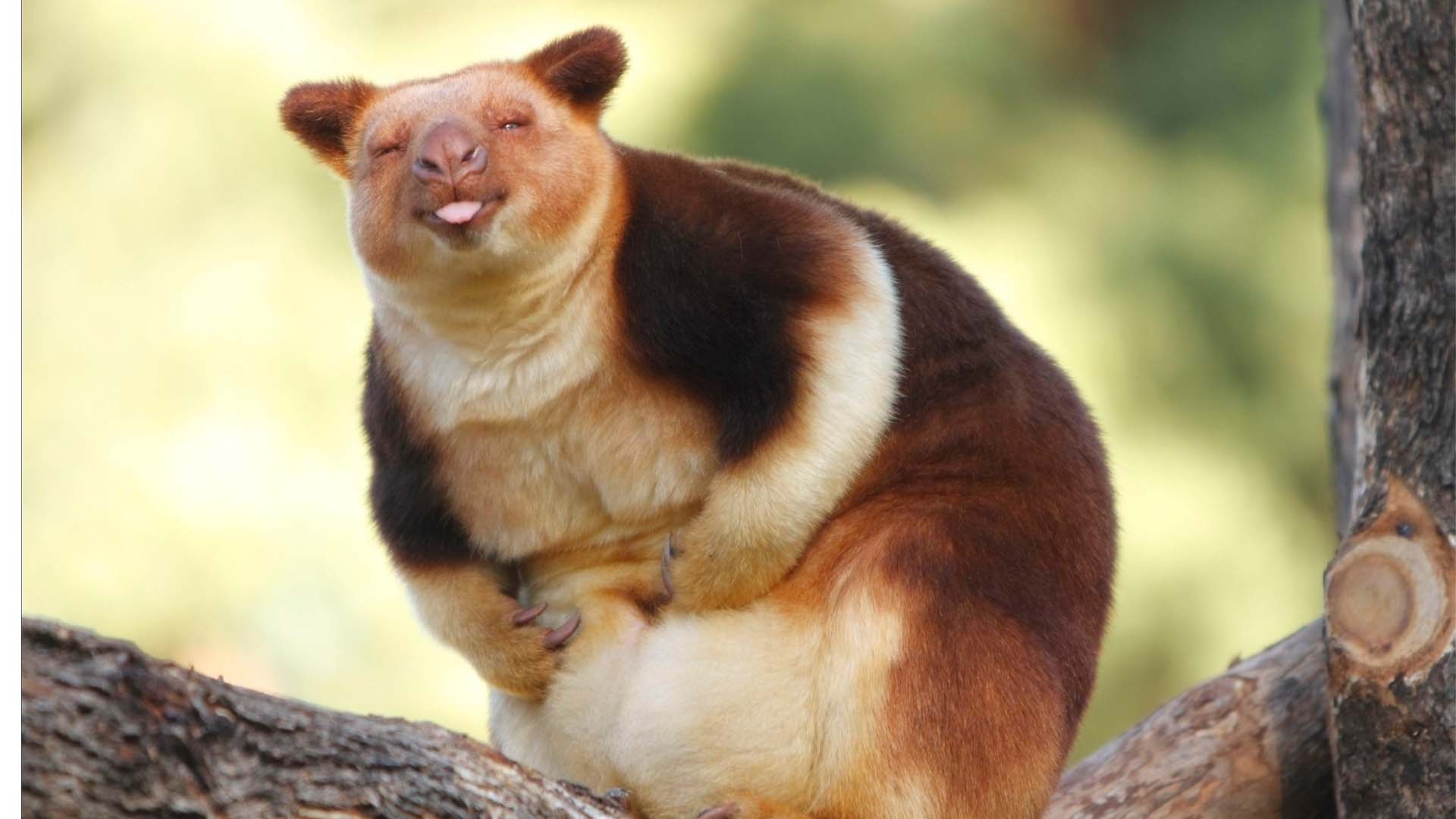 90سال بعد جنگلوں میں حیران کن واپسی، نایاب ٹری کینگرو دوبارہ منظرِ عام پر