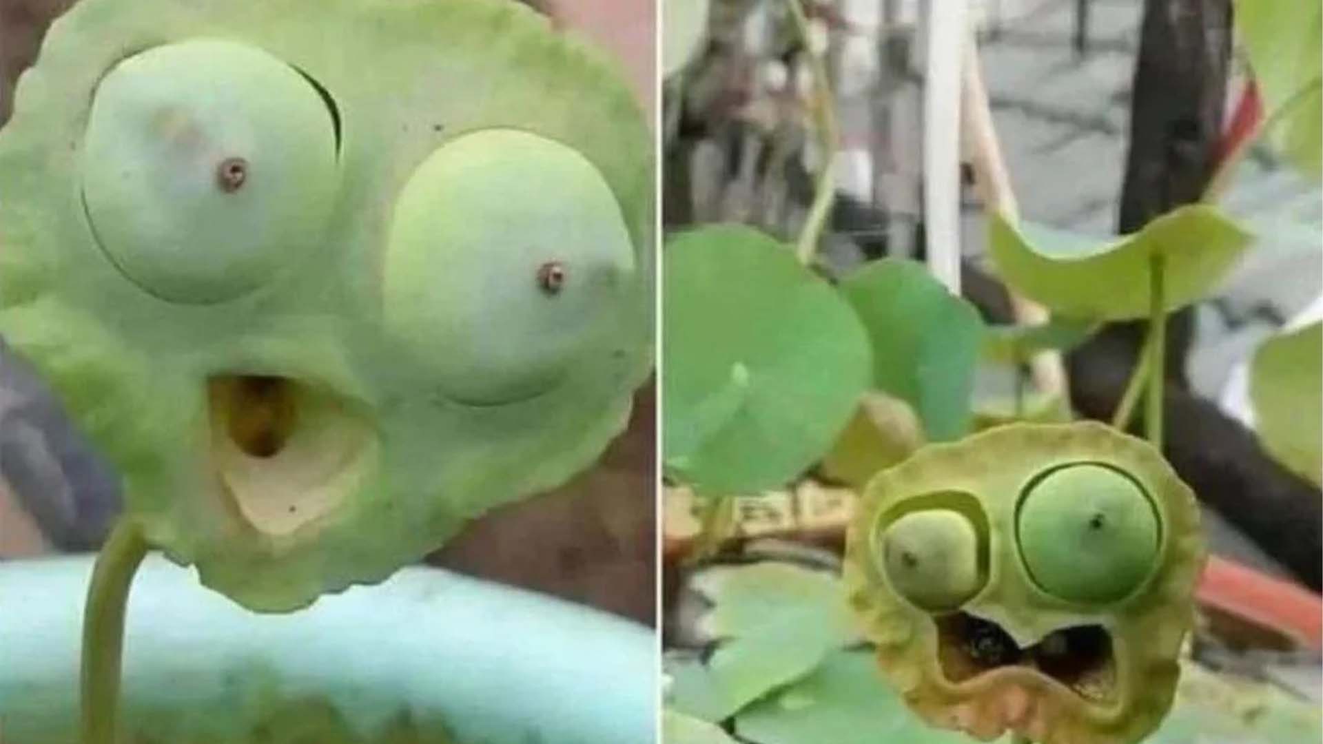 قدرت کا انوکھا کمال، لوٹس سیڈ پوڈز کے چہرے جیسے نقش دیکھ کر سب حیران