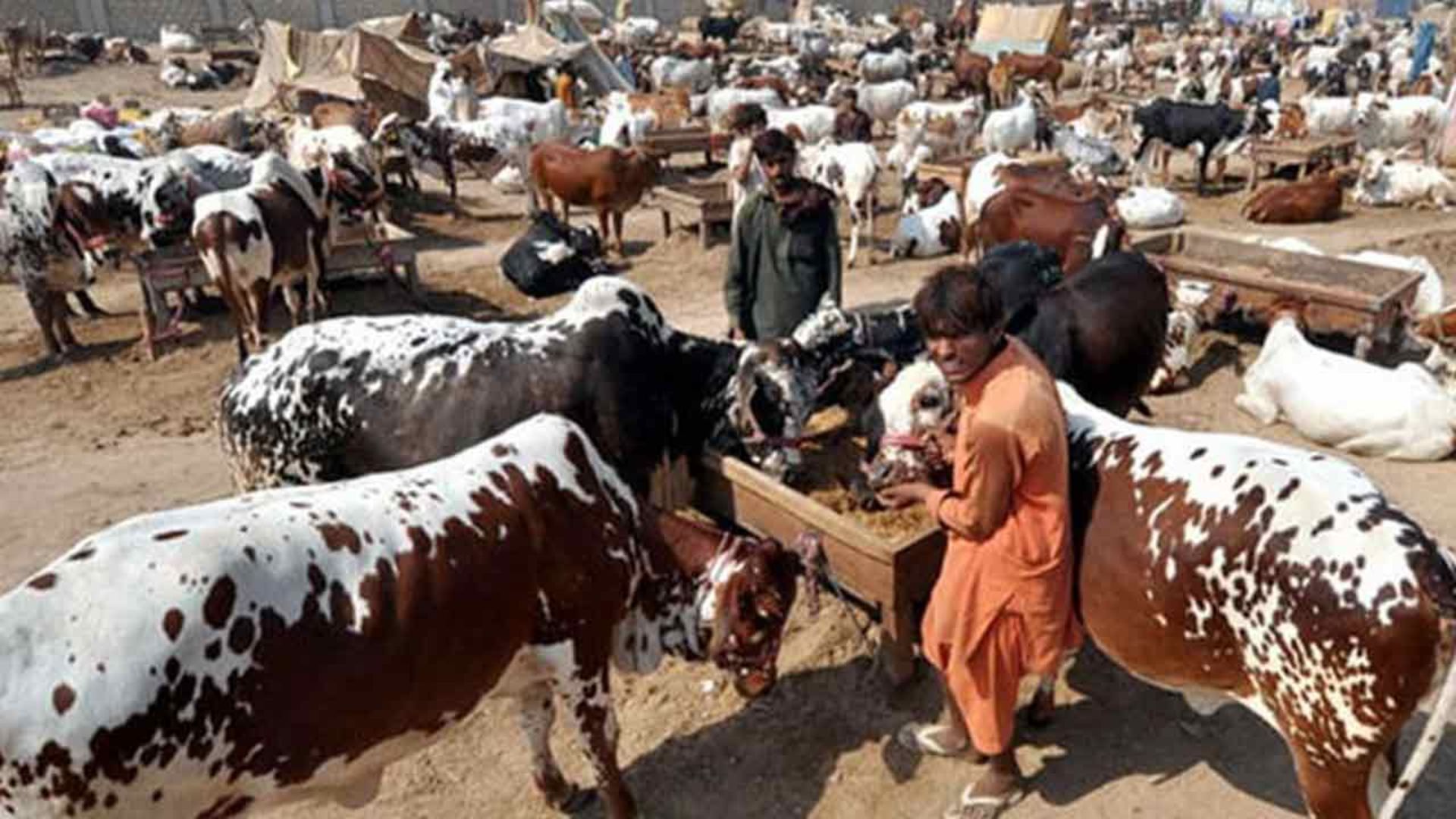 عید الاضحیٰ  کی آمد:  مویشی منڈیوں  سے متعلق اہم فیصلے
