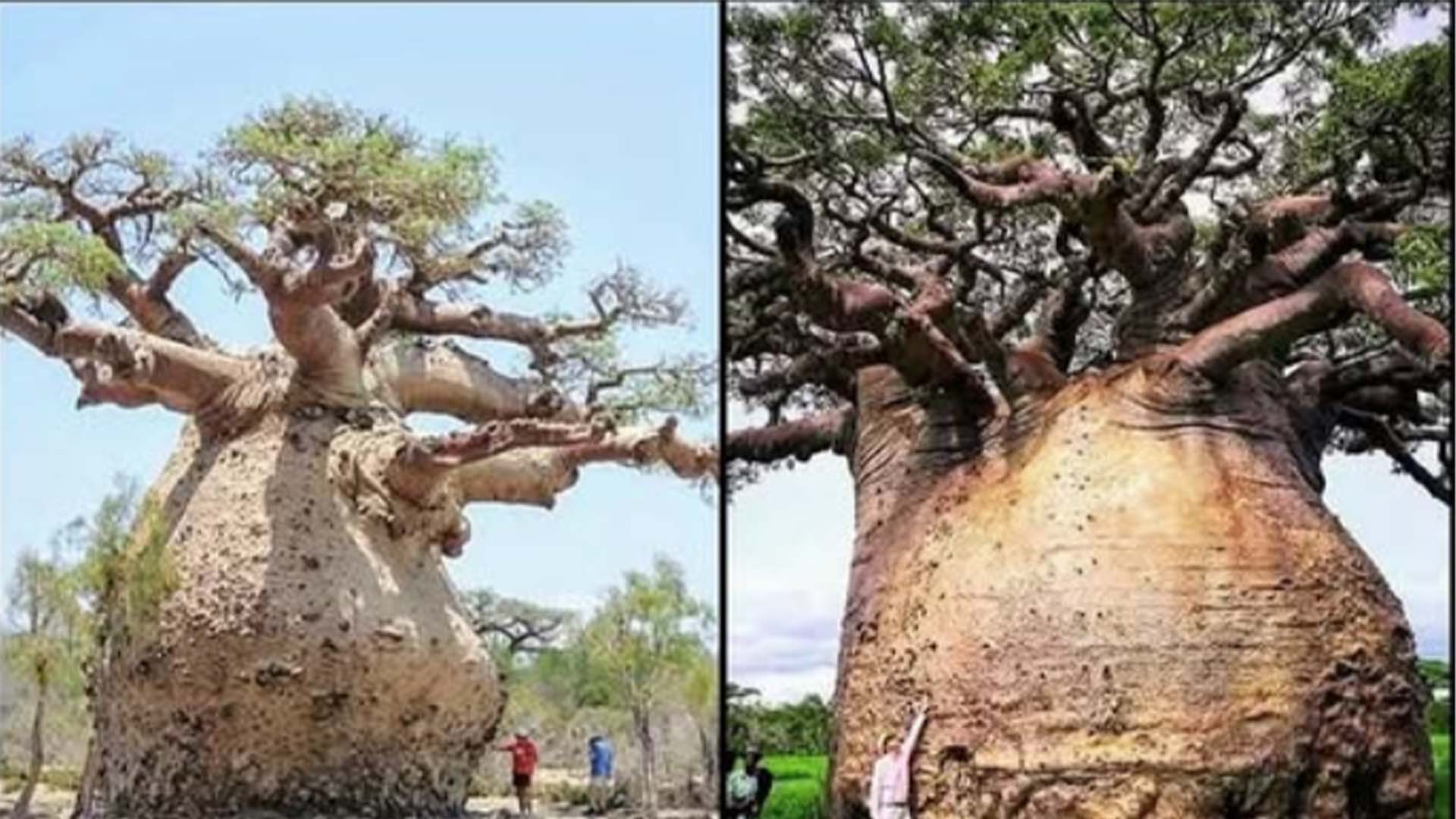 باؤباب درخت کا حیران کن راز، جو صحراؤں میں بھی زندگی بانٹتا ہے