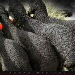 نامعلوم افراد 400 سے زائد ’ قرہ قل‘ نسل کی قیمتی بھیڑیں چھین کر فرار