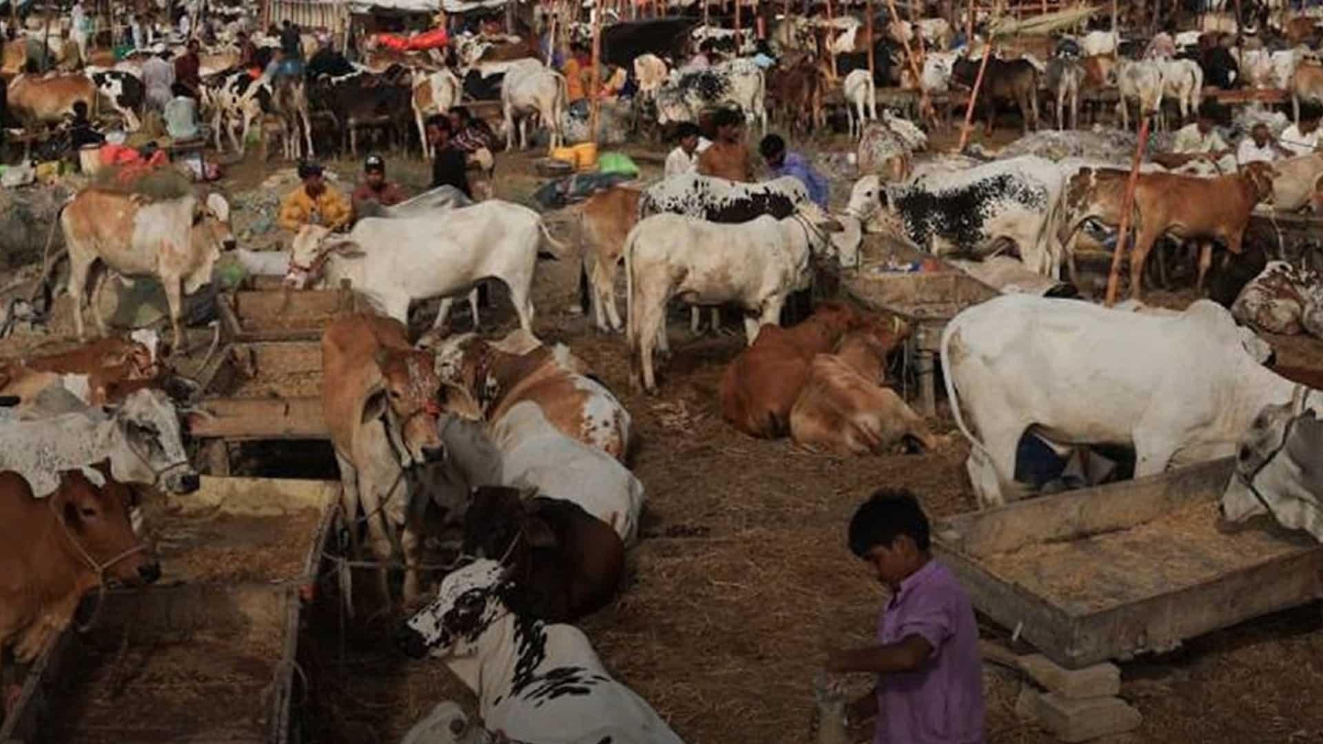 عید الاضحی، رواں سال ملک بھر میں قربانی کے جانوروں کی تعداد میں نمایا ں اضافہ