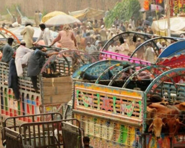 قربانی کے جانور