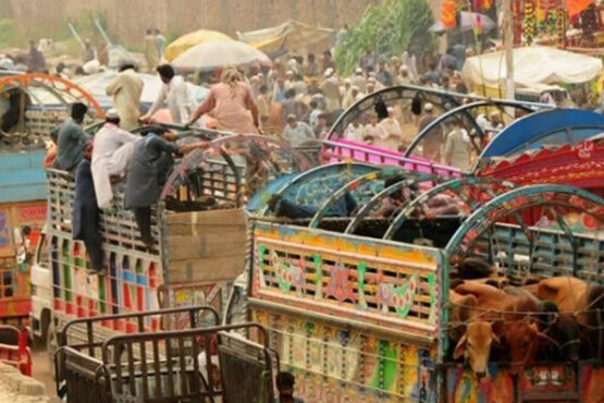 قربانی کے جانور