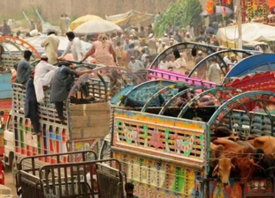 قربانی کے جانور