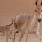 سعودی عرب میں 100 سال بعد نایاب جانور کی پیدائش