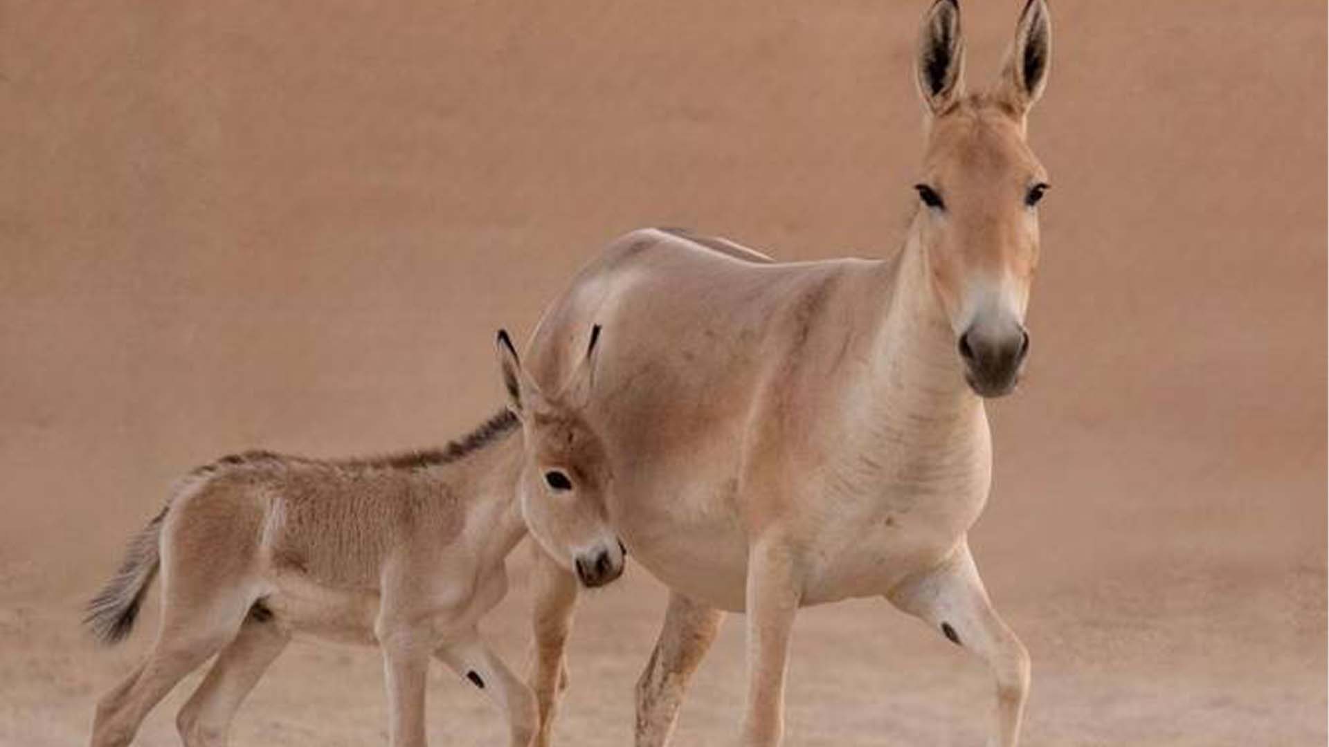 سعودی عرب میں 100 سال بعد نایاب جانور کی پیدائش