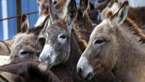 ملک میں ایک سال کے دوران گدھوں کی تعداد میں بڑا اضافہ، حیران کن تفصیلات آ گئیں