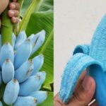 نایاب بلیو جاوا کیلا، رنگ بھی منفرد اور ذائقہ بھی لاجواب