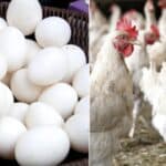 مہنگائی سے پریشان عوام کیلئے بری خبر، برائلر مرغی اور فارمی انڈوں کی قیمت میں اضافہ