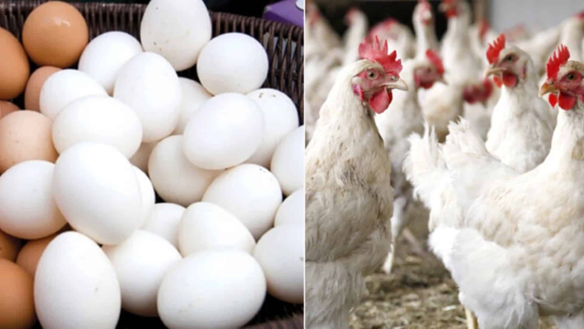 مہنگائی سے پریشان عوام کیلئے بری خبر، برائلر مرغی اور فارمی انڈوں کی قیمت میں اضافہ