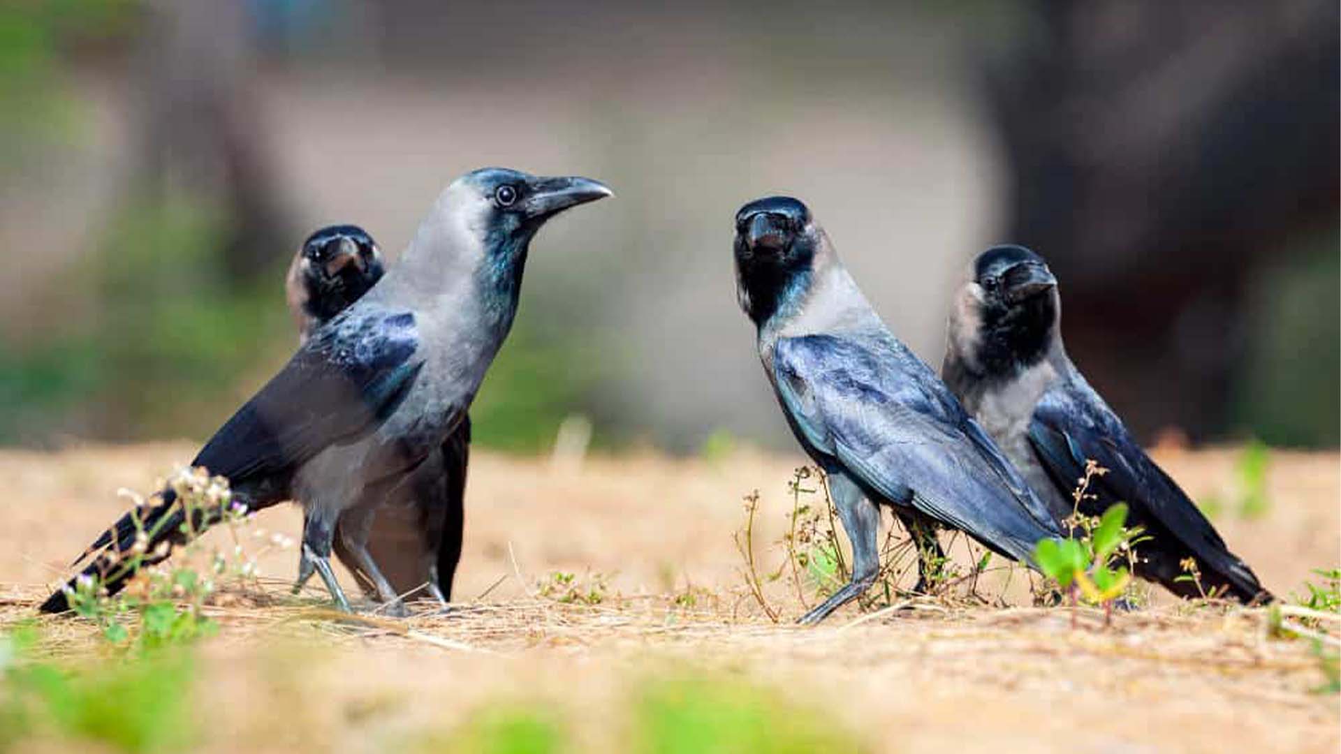 کوّوں سے محتاط رہیں،کوّوں کی دلچسپ صلاحیت سامنے آگئی