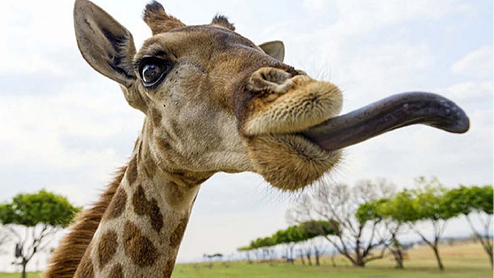 زرافہ صرف لمبا نہیں، انتہائی دلچسپ بھی ہے