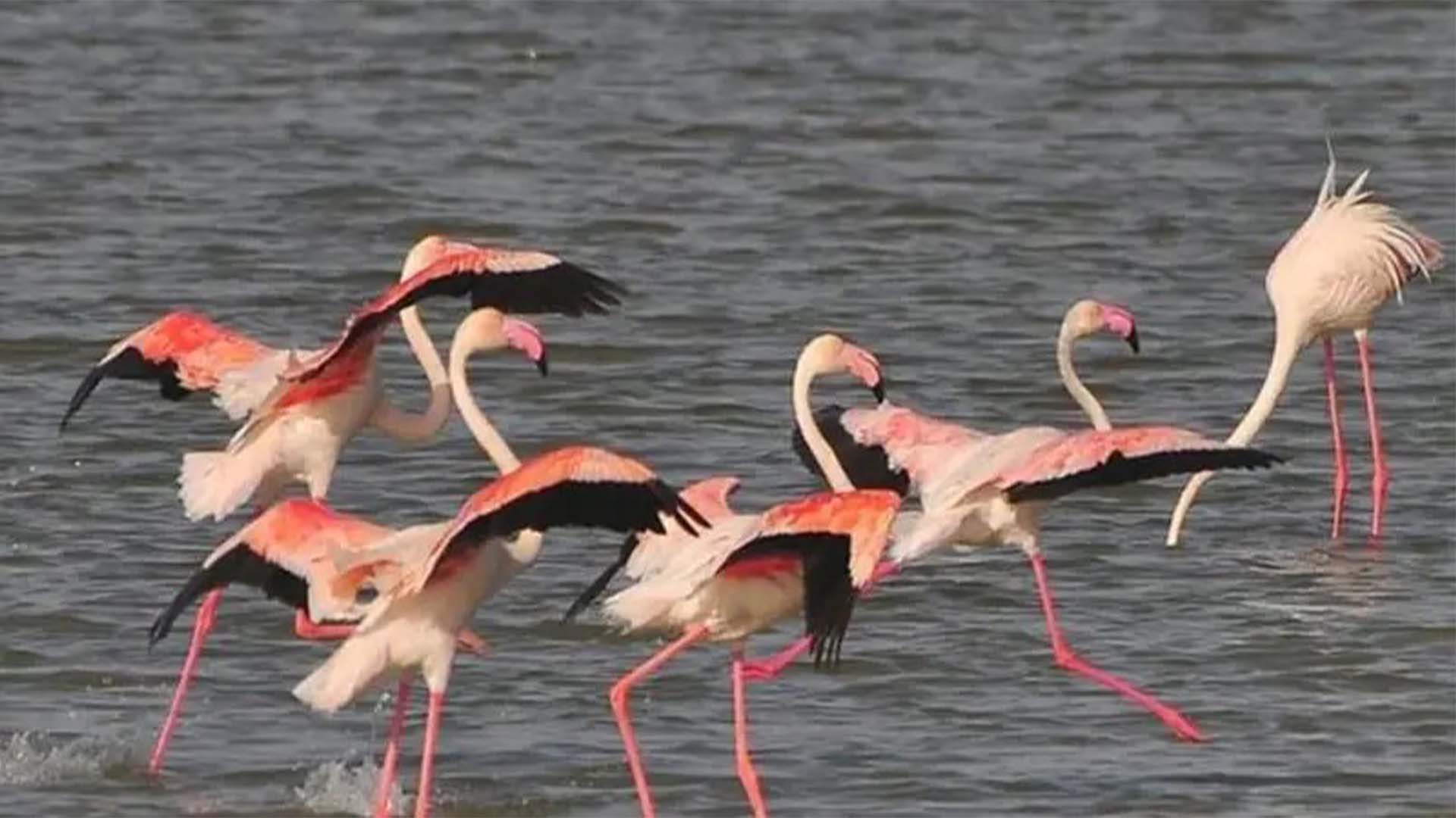 راول جھیل میں فلیمنگو کی واپسی، شکار نے تشویش بڑھا دی