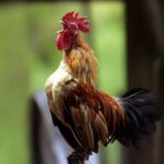 مرغے وقت سے پہلے کیوں بانگ دیتے ہیں؟دلچسپ حقیقت سامنے آگئی