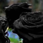دنیا کے نایاب گلاب سے جڑا دلچسپ سائنسی راز سامنے آگیا
