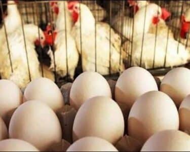 برائلر گوشت مزید مہنگا ، انڈوں کی قیمت میں بھی اضافہ
