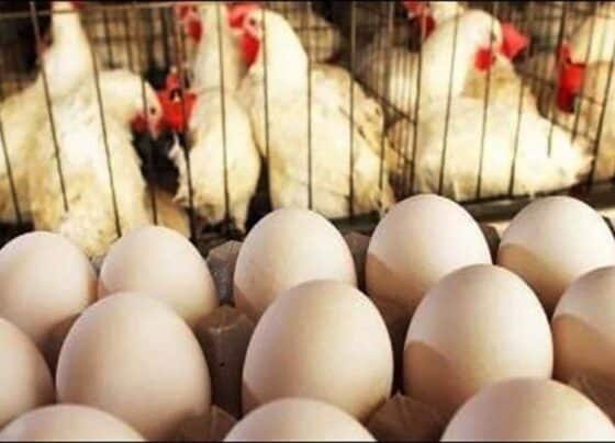 برائلر گوشت مزید مہنگا ، انڈوں کی قیمت میں بھی اضافہ