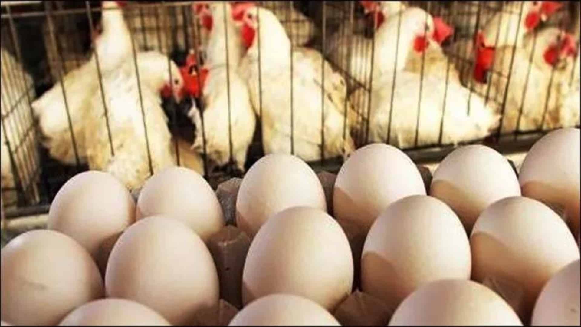 برائلر گوشت مزید مہنگا ،  انڈوں کی قیمت میں بھی اضافہ