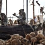 100 بندروں کے فرار نے تھائی حکام کی نیندیں اڑا دیں