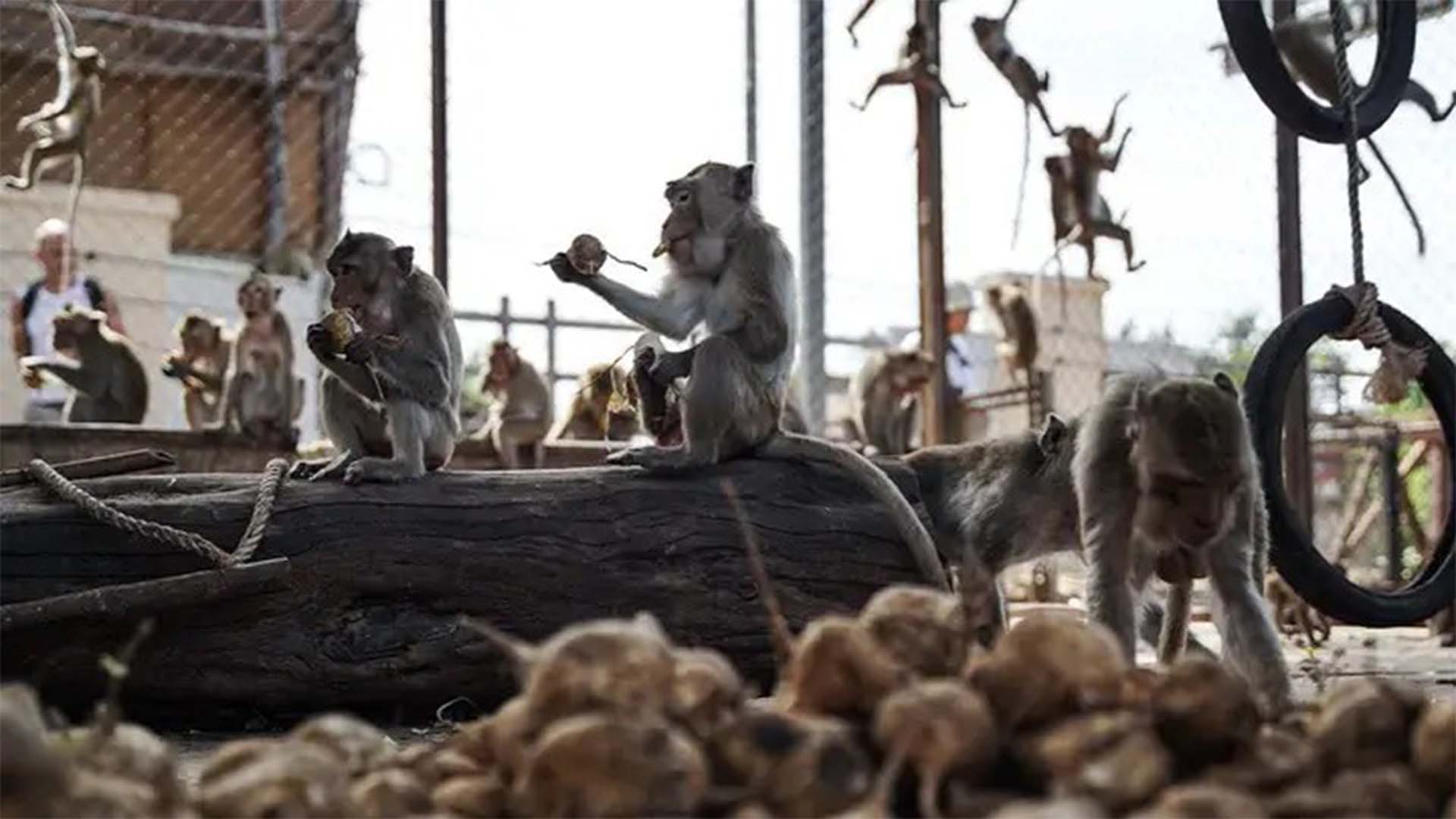 100 بندروں کے فرار نے تھائی حکام کی نیندیں اڑا دیں