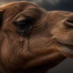 اونٹ کے آنسو سے سانپ کا زہرکا زہر ختم ہو سکتا ہے؟،حقیقت سامنے آگئی