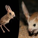 صحرا کا حیرت انگیز جاندار،جر بوہ برسوں پانی پیے بغیر کیسے زندہ رہتا ہے؟