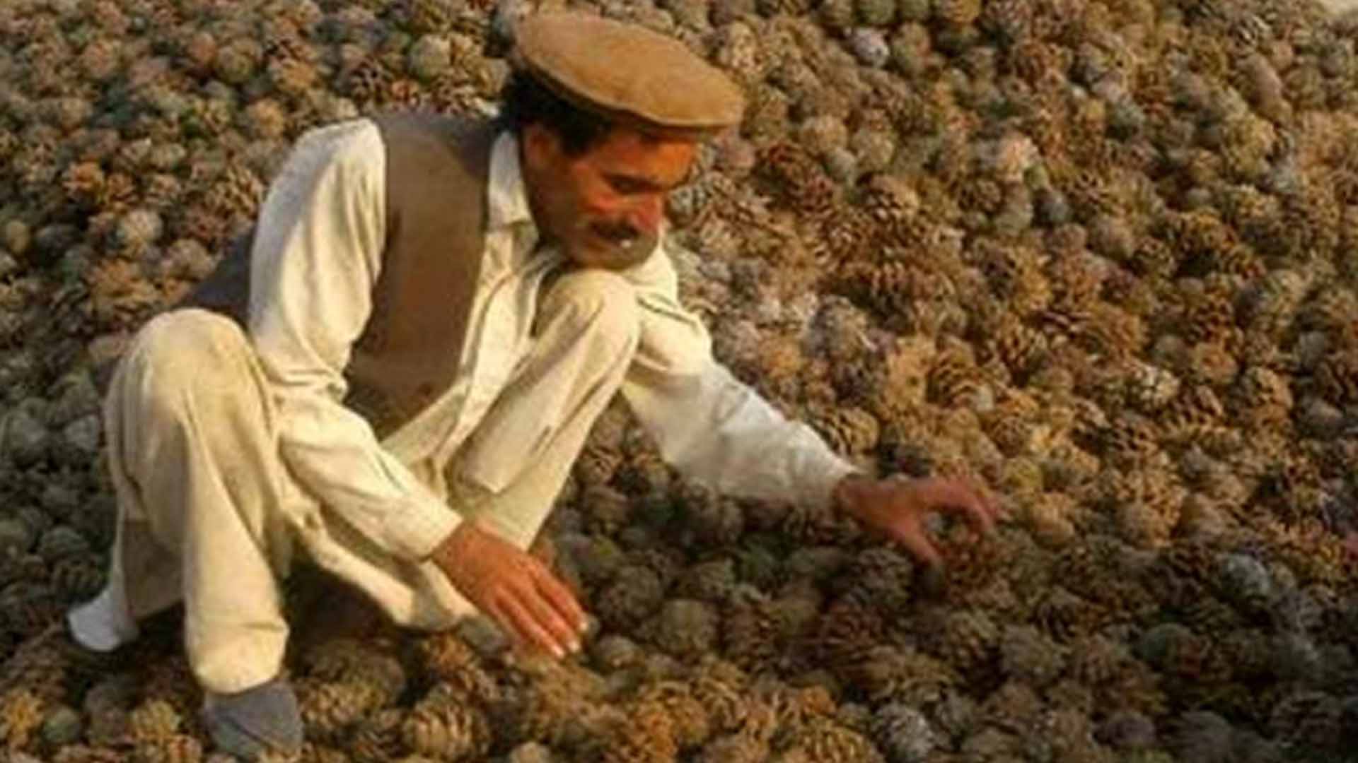 دہشتگردوں کی سہولت کاری روکنے کیلئے شمالی و جنوبی وزیرستان میں چلغوزے کی فصل چننے اور اٹھانے پر پابندی عائد کرنے پرغور