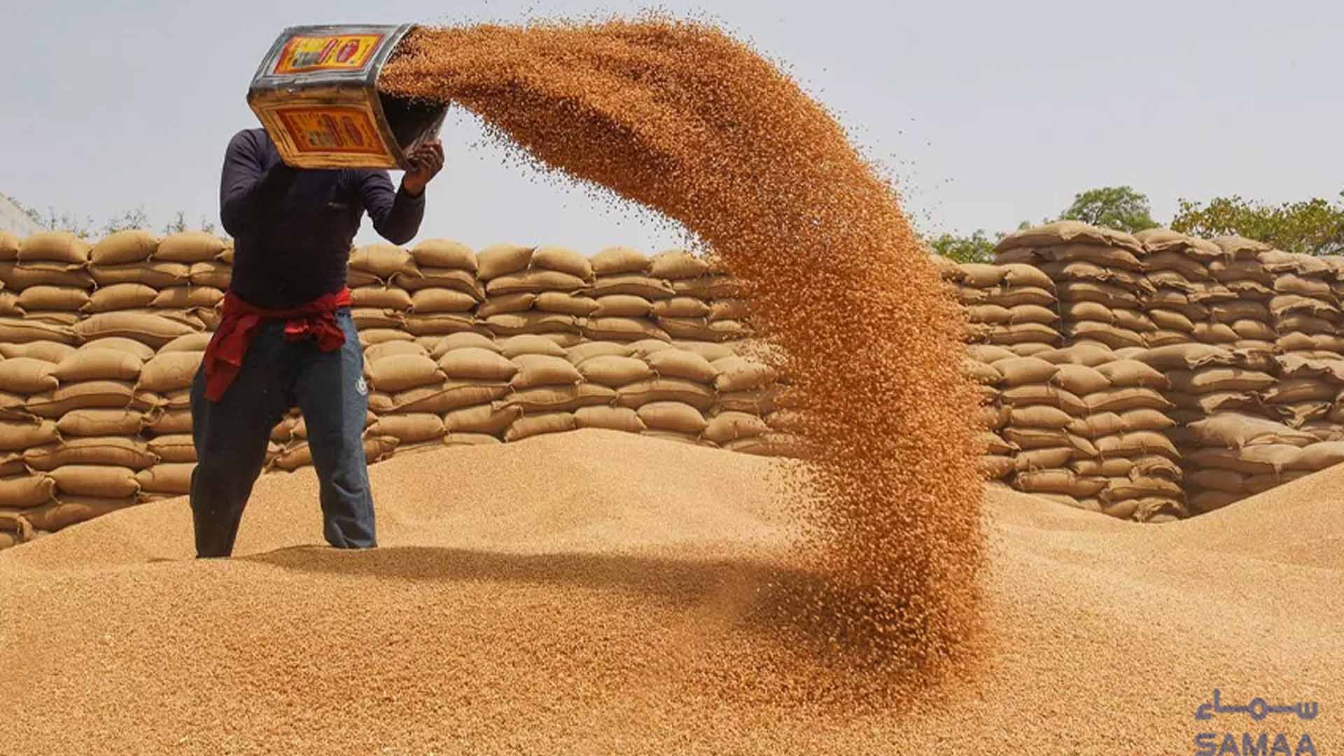 گندم درآمد سے متعلق اہم فیصلہ، اعلیٰ سطح کی اسٹیئرنگ کمیٹی کے قیام کی منظوری