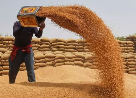 گندم