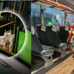 دو بکریاں بس میں کیوں سوار ہوئیں؟ دلچسپ واقعہ سامنے آگیا