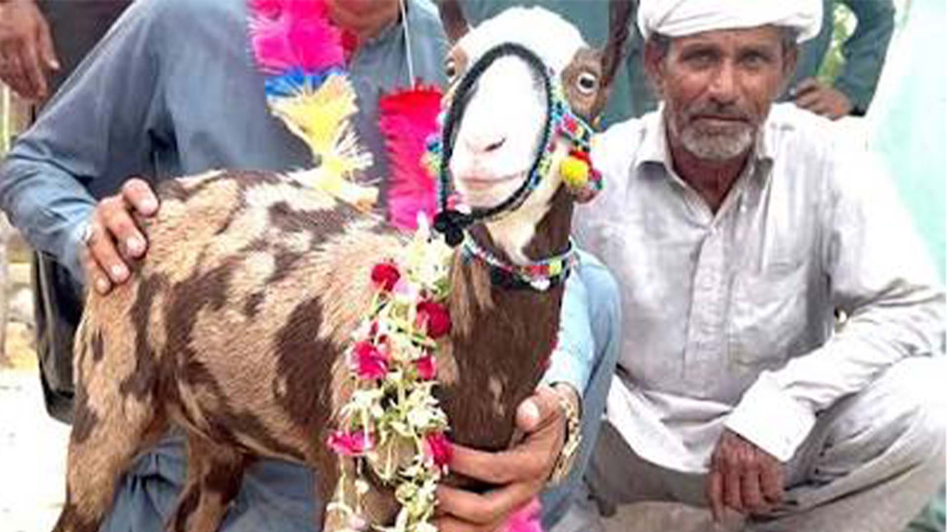 راجن پور کی نایاب نسل کی بکری ، قیمت نے سب کو چونکا دیا