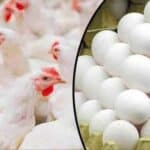 عوام کیلئے ایک اور مشکل، مرغی، انڈے اور گوشت مہنگا،قیمتوں کو پر لگ گئے