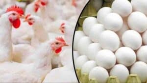 عوام کیلئے ایک اور مشکل، مرغی، انڈے اور گوشت مہنگا،قیمتوں کو پر لگ گئے
