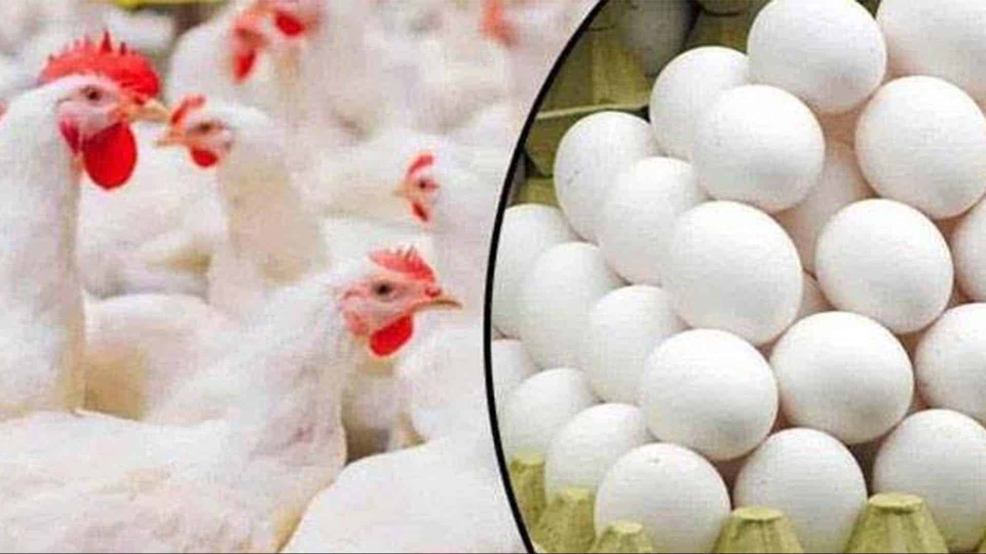 عوام کیلئے ایک اور مشکل، مرغی، انڈے اور گوشت مہنگا،قیمتوں کو پر لگ گئے