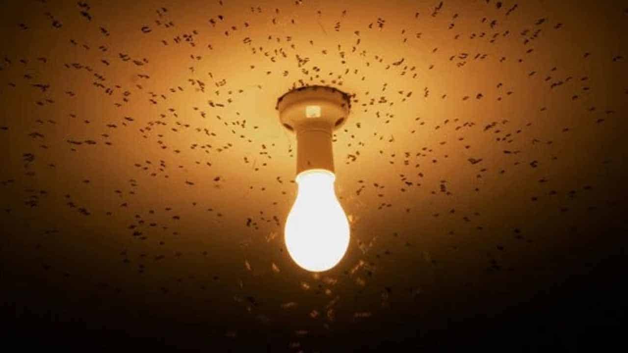 مون سون میں بارش کے بعد نکلنے والے پتنگوں سے کیسے بچیں؟ آسان طریقہ جانئے