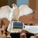 ابوظہبی میں نایاب سفید باز کی ریکارڈ قیمت میں نیلامی