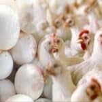 مہنگائی کے ستائے عوام کیلئے بری خبر ، مرغی اور انڈے مزید مہنگے