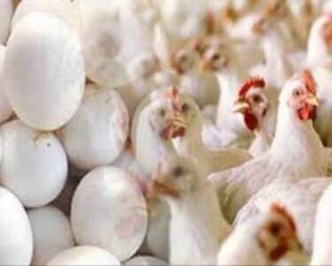 مہنگائی کے ستائے عوام کیلئے بری خبر ، مرغی اور انڈے مزید مہنگے
