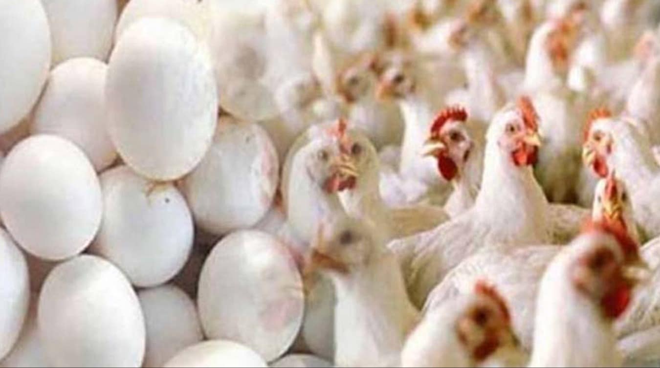 مہنگائی کے ستائے عوام کیلئے بری خبر ، مرغی اور انڈے مزید مہنگے