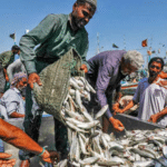 پاکستانی ماہی مصنوعات پر دنیا کا اعتماد بحال، برآمدات نے نیا ریکارڈ قائم کردیا
