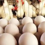 پولٹری مصنوعات کی قیمتوں میں ردوبدل، مرغی سستی، انڈے مہنگے