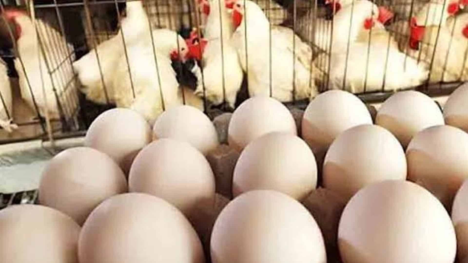 پولٹری مصنوعات کی قیمتوں میں ردوبدل، مرغی سستی، انڈے مہنگے