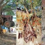 درختوں کی جڑوں میں چھپی قدرت کی حیرت انگیز طاقت